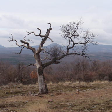 Erdőfürdő