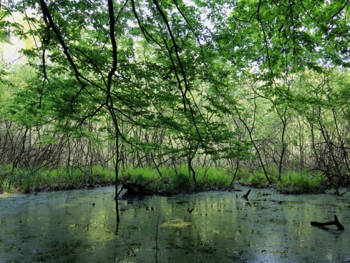 Nyirjes-tó, Sirok