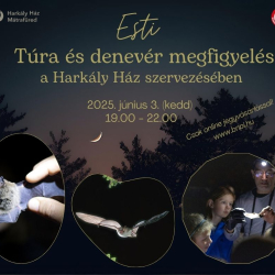 Esti túra és denevér megfigyelés