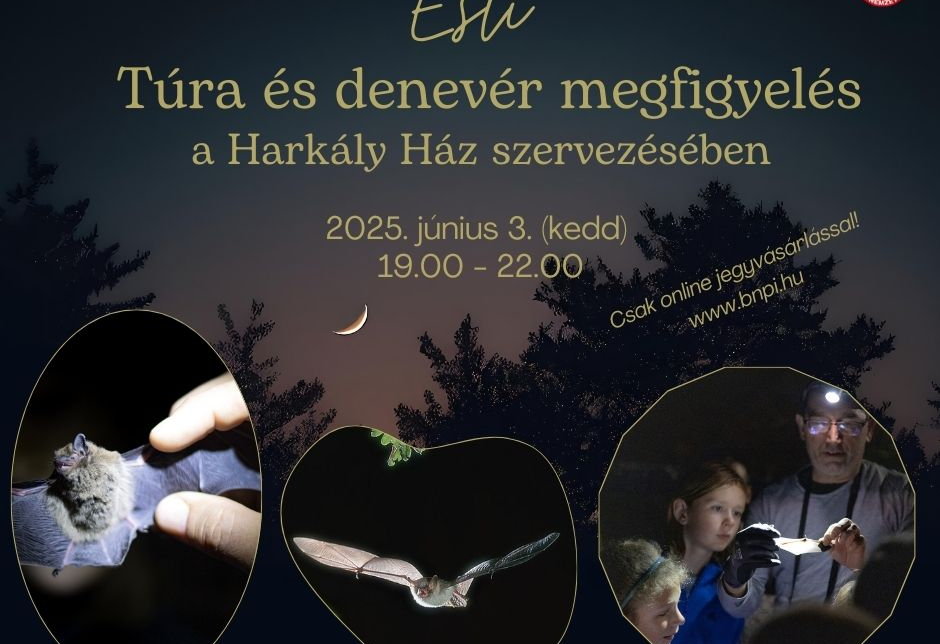 Esti túra és denevér megfigyelés