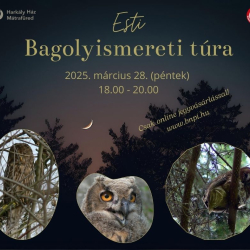 Esti bagolyismereti túra