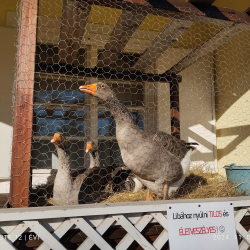 Márton napi Zsír Zsúr