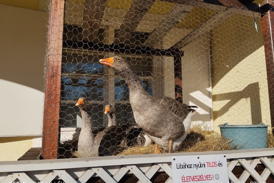 Márton napi Zsír Zsúr