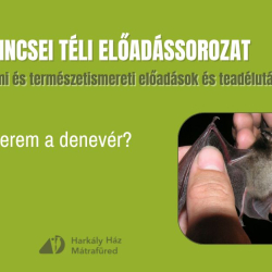 A Mátrai Kincsei téli előadássorozat: Mi fán terem a denevér?
