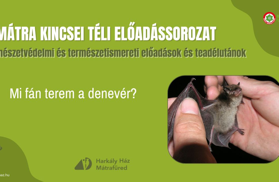 A Mátrai Kincsei téli előadássorozat: Mi fán terem a denevér?