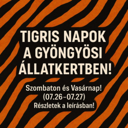 Tigris napok a Gyöngyösi Állatkertben