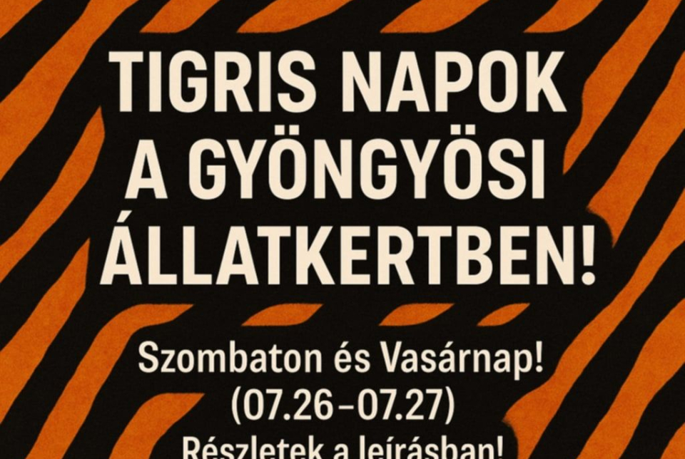 Tigris napok a Gyöngyösi Állatkertben