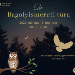 Esti bagolyismereti túra