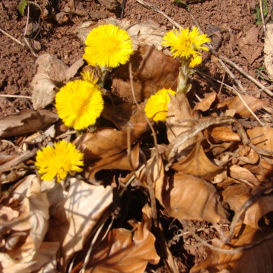 Erdőfürdő